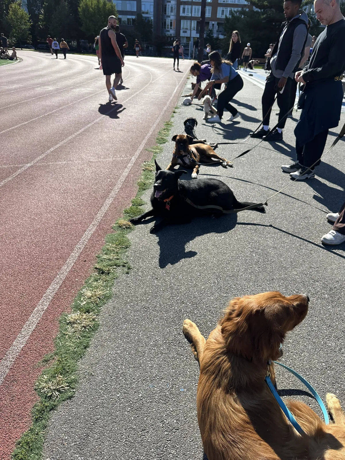 Twahlee, founder of Metro Dog Training, standing with disciplined composure in a high-contrast architectural setting in New York City