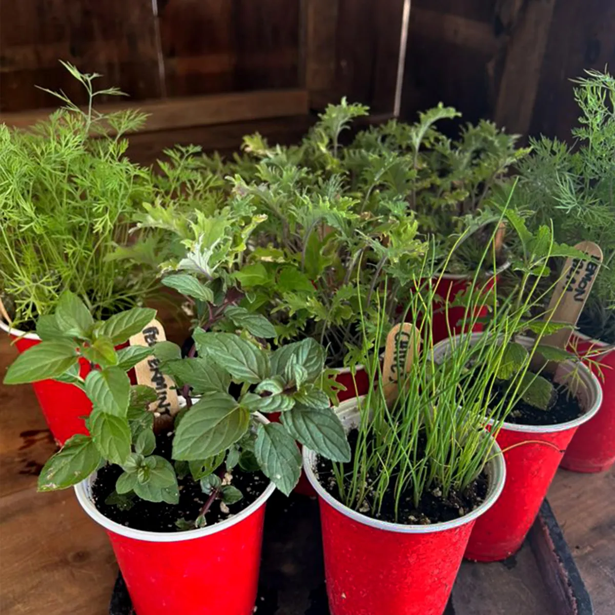 seedlings and plants for sale at the Leefield farmstand in Port Hope Ontario
