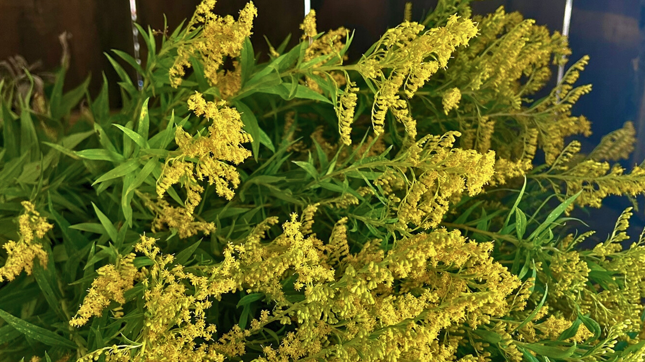 Native goldenrod blooming in Ontario meadow with bright yellow flower plumes and green foliage.