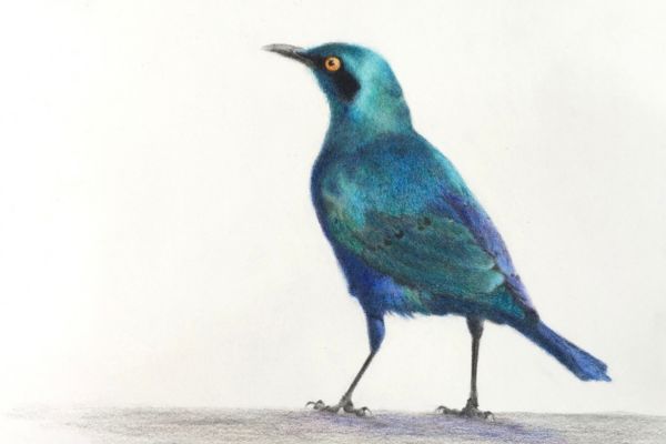 How to See and Draw Birds