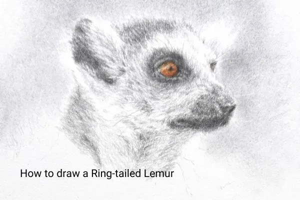 Drawing a Ring-Tailed Lemur