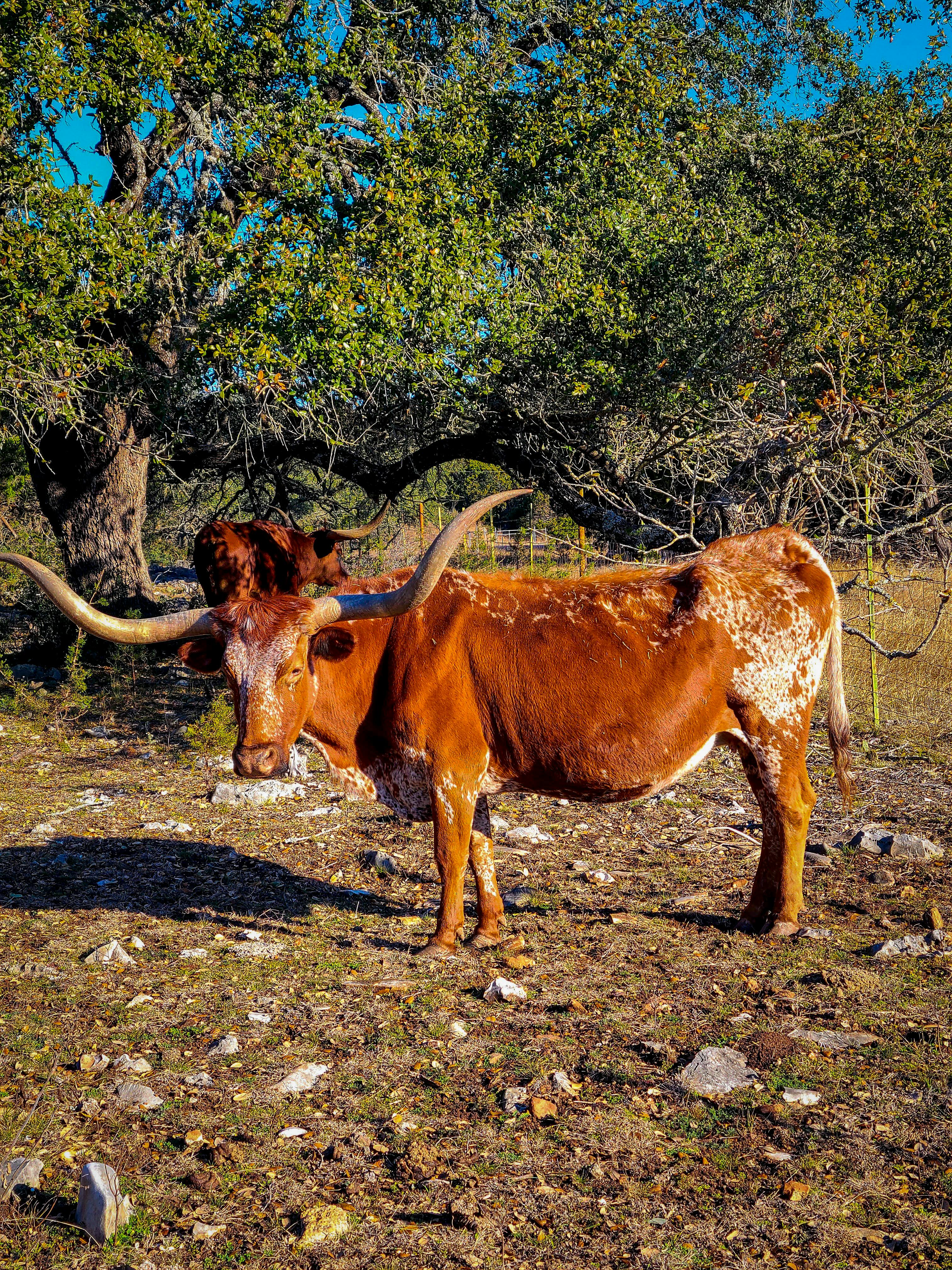 Embodiment Mentorship session — Energy of Creation