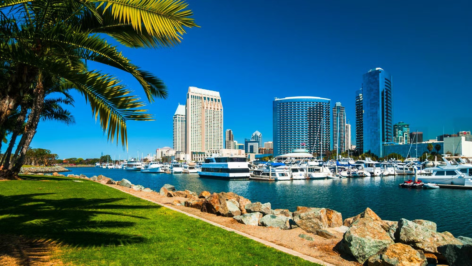 San Diego waterfront skyline with palm trees and marina.