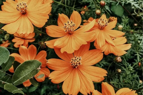 orange flowers on leaf background