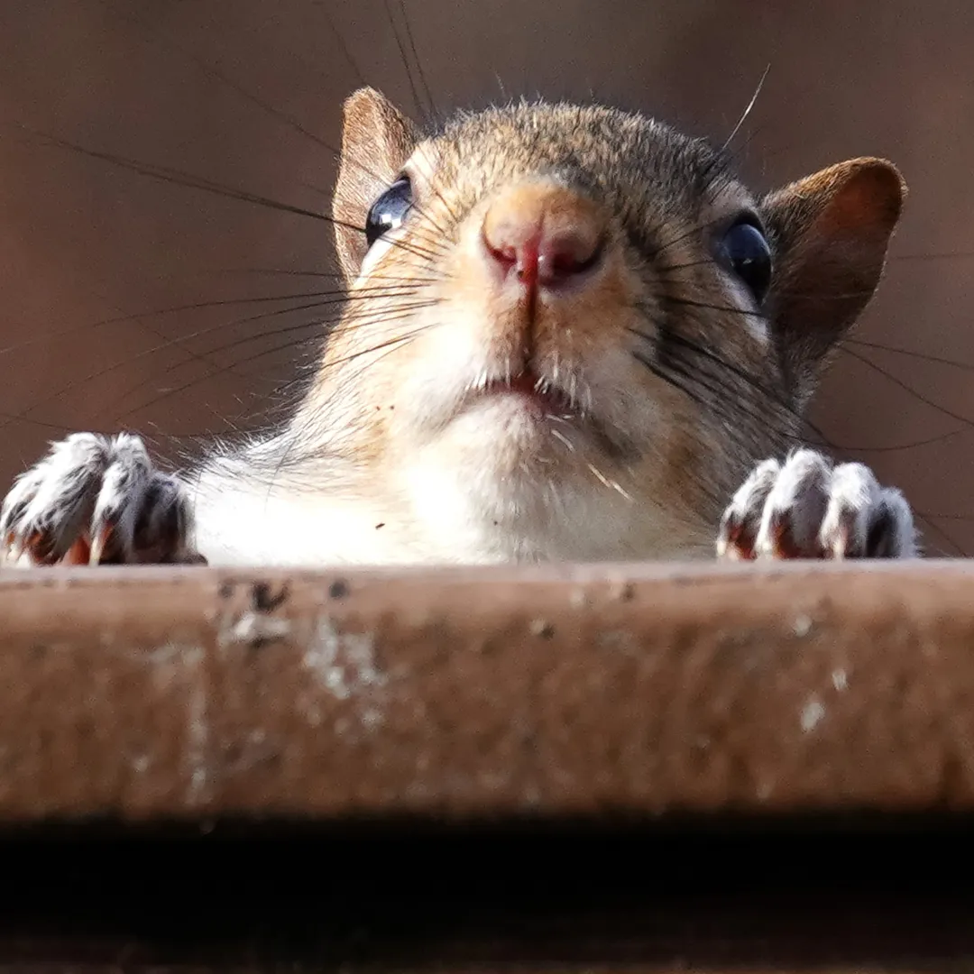 Pest control service professional