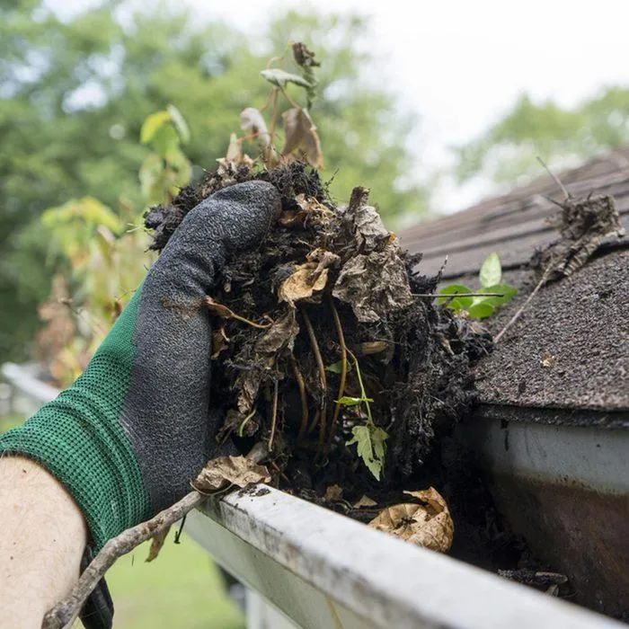 dirty gutters being clogged by plants, leaves and debris