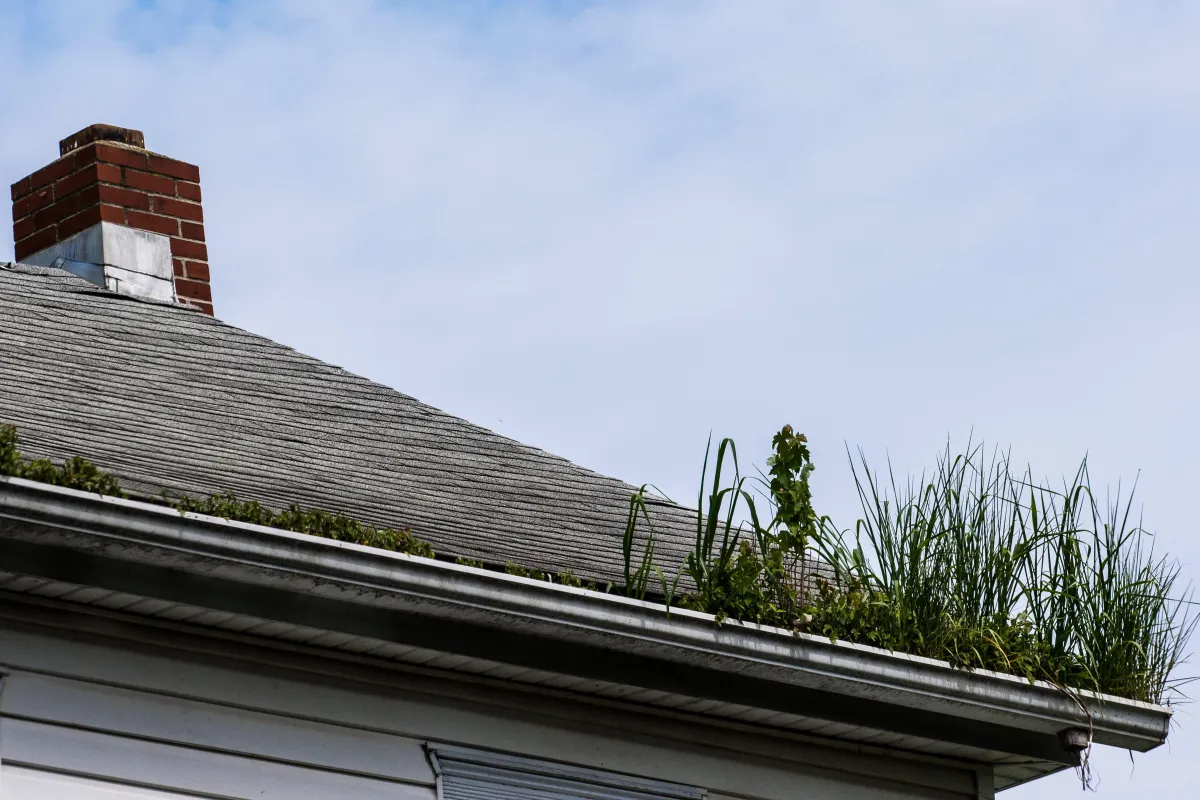 Plants clogging the gutters on a residential home in Albany Ga