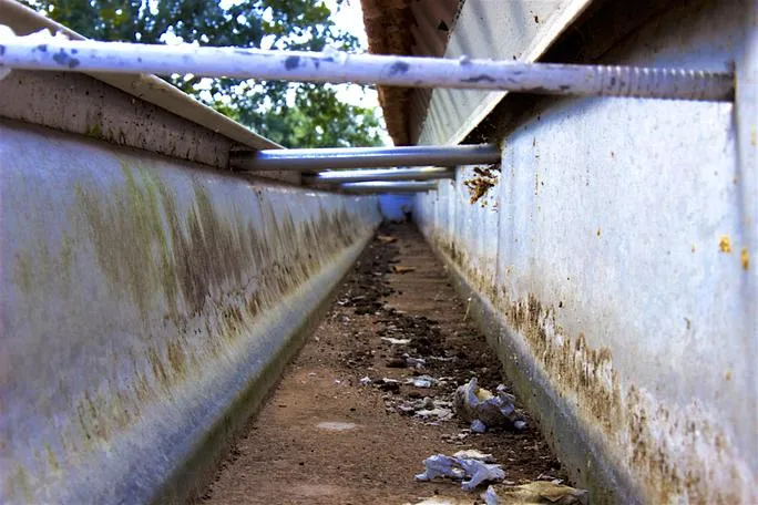 Dirty commercial gutters filled with debris Multi family home in Albany Ga