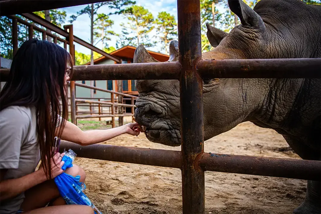 Person feeding a rhinoceros through a zoo fence, close interaction.