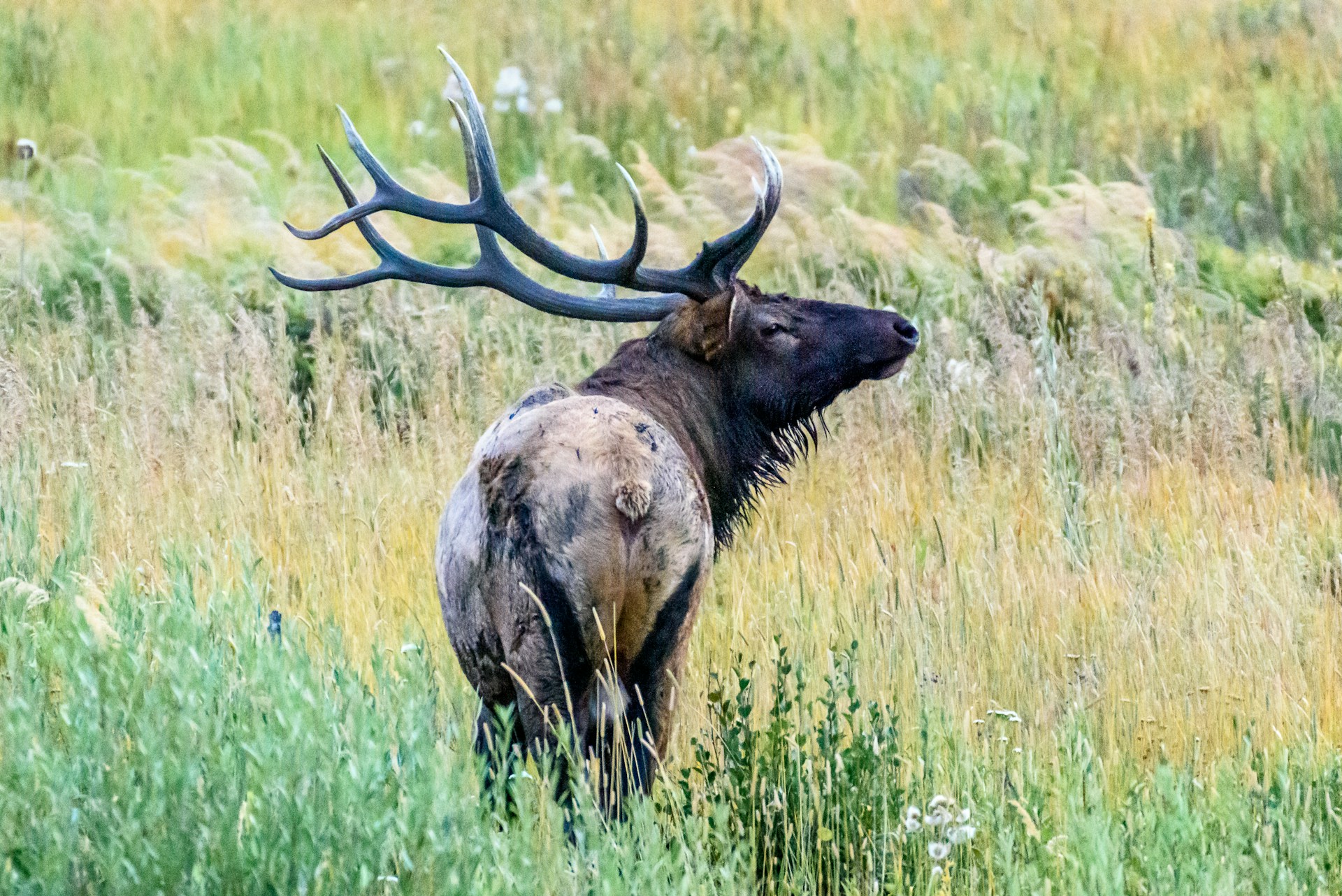 Spring Elk!