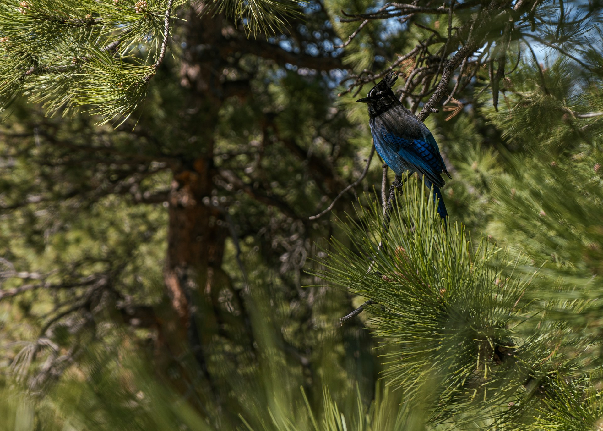 Birdwatching in Estes Park Colorado and Lake Estes on your Vacation
