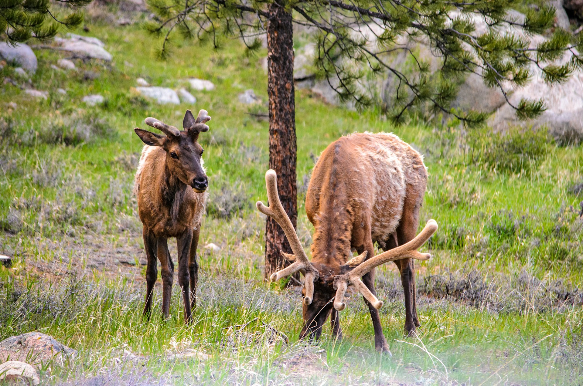 Elk Cruising the Neighborhood