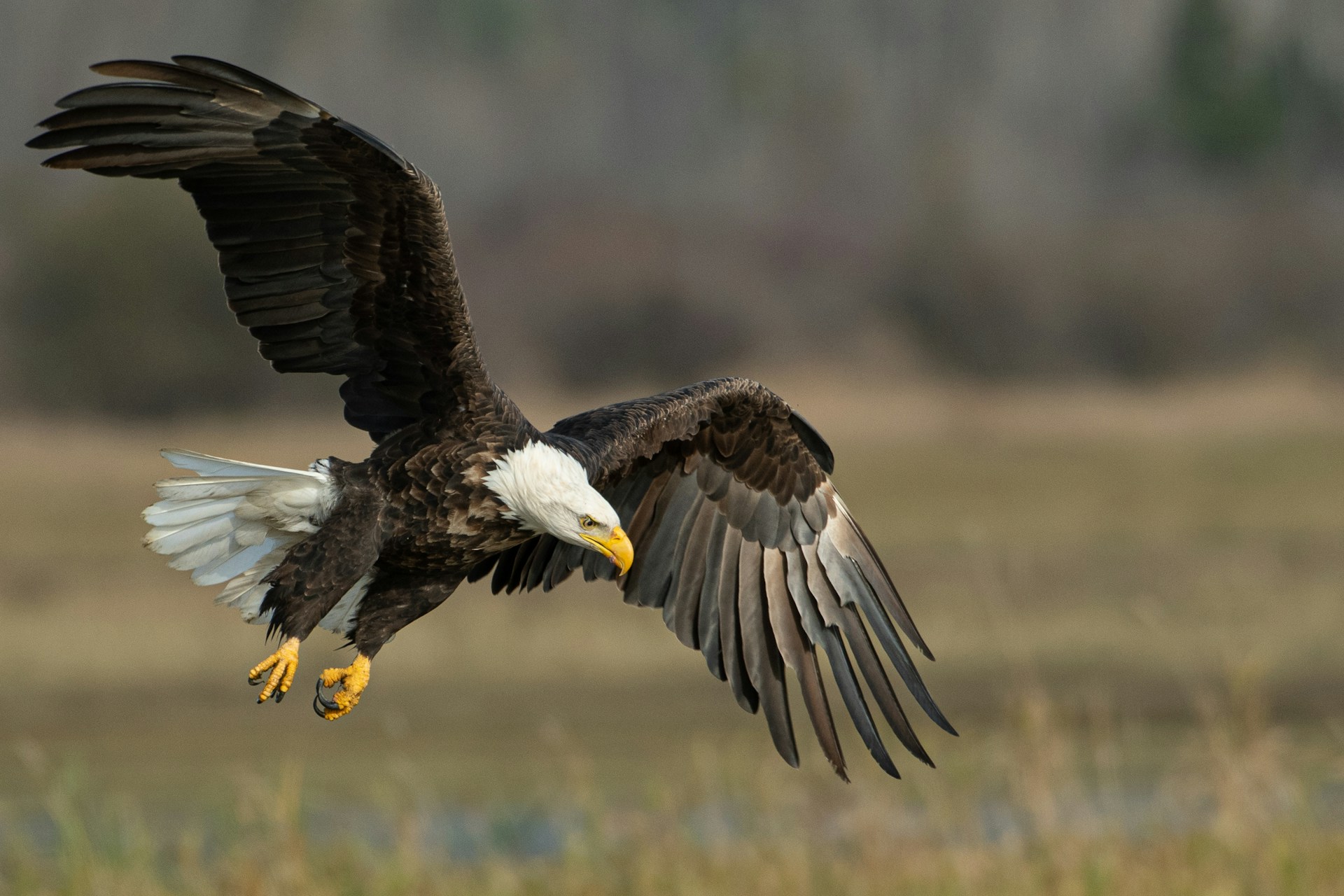Hang out with the eagles on your next vacation