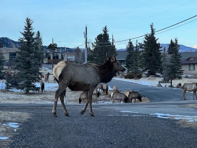 Halloween in Estes Park