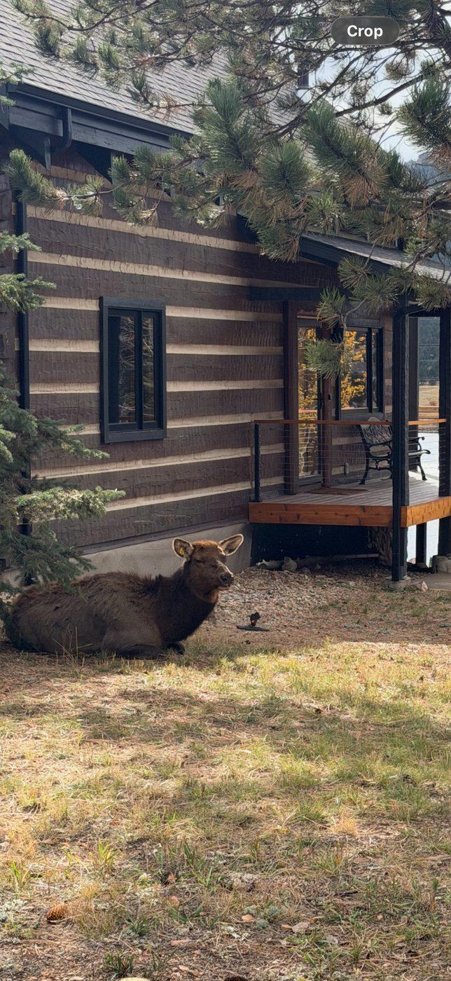 Elk Season in Estes Park