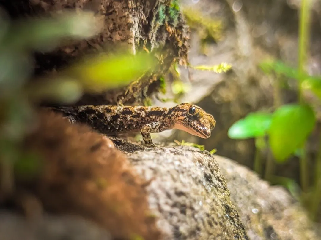 Unveiling Nature's Oddities: Unusual Animals of Rocky Mountain National Park