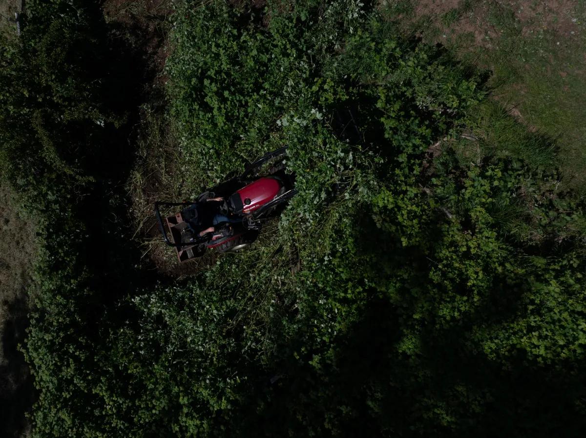 Tractor mowing dense blackberry brush to clear overgrown vegetation and improve land access