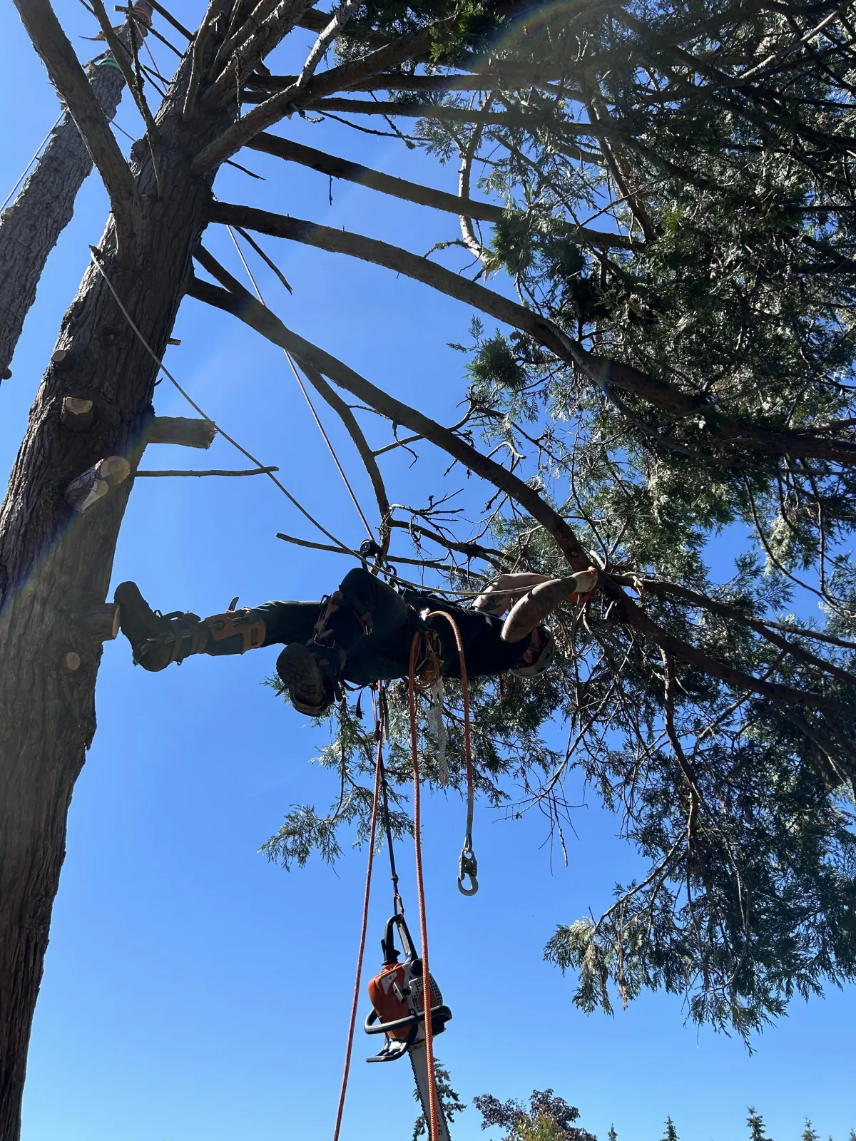 Expert tree trimming with controlled branch removal to protect surrounding property