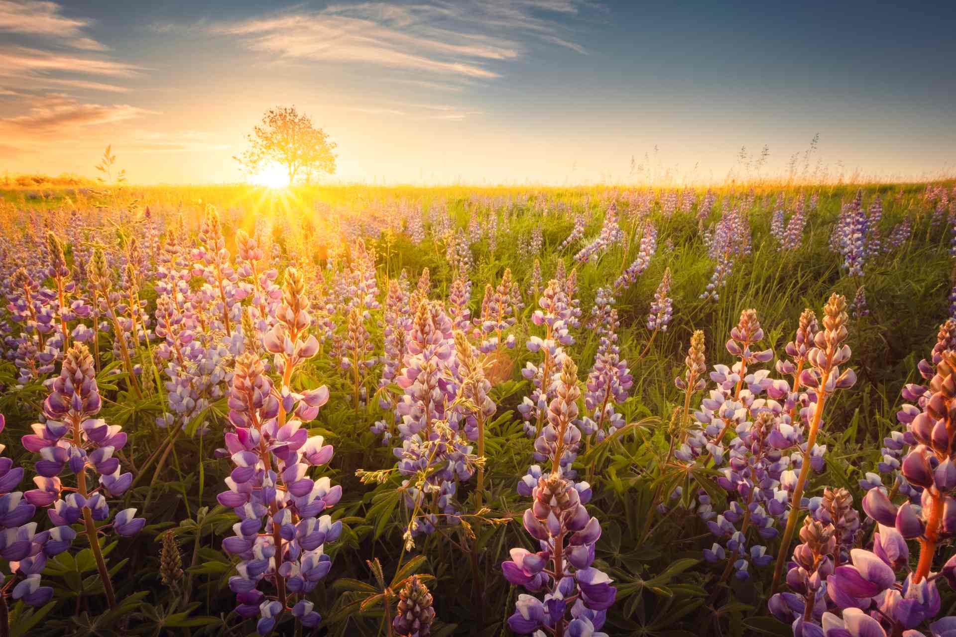 Light of the Lupine
