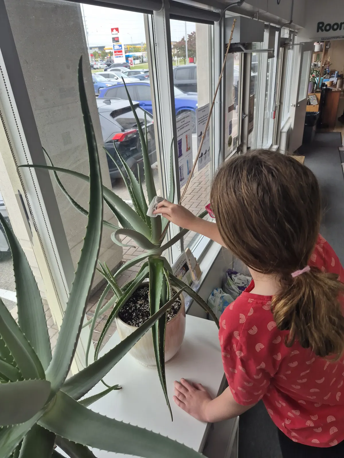 An Evergreen learner caring for classroom plants, photographed from behind