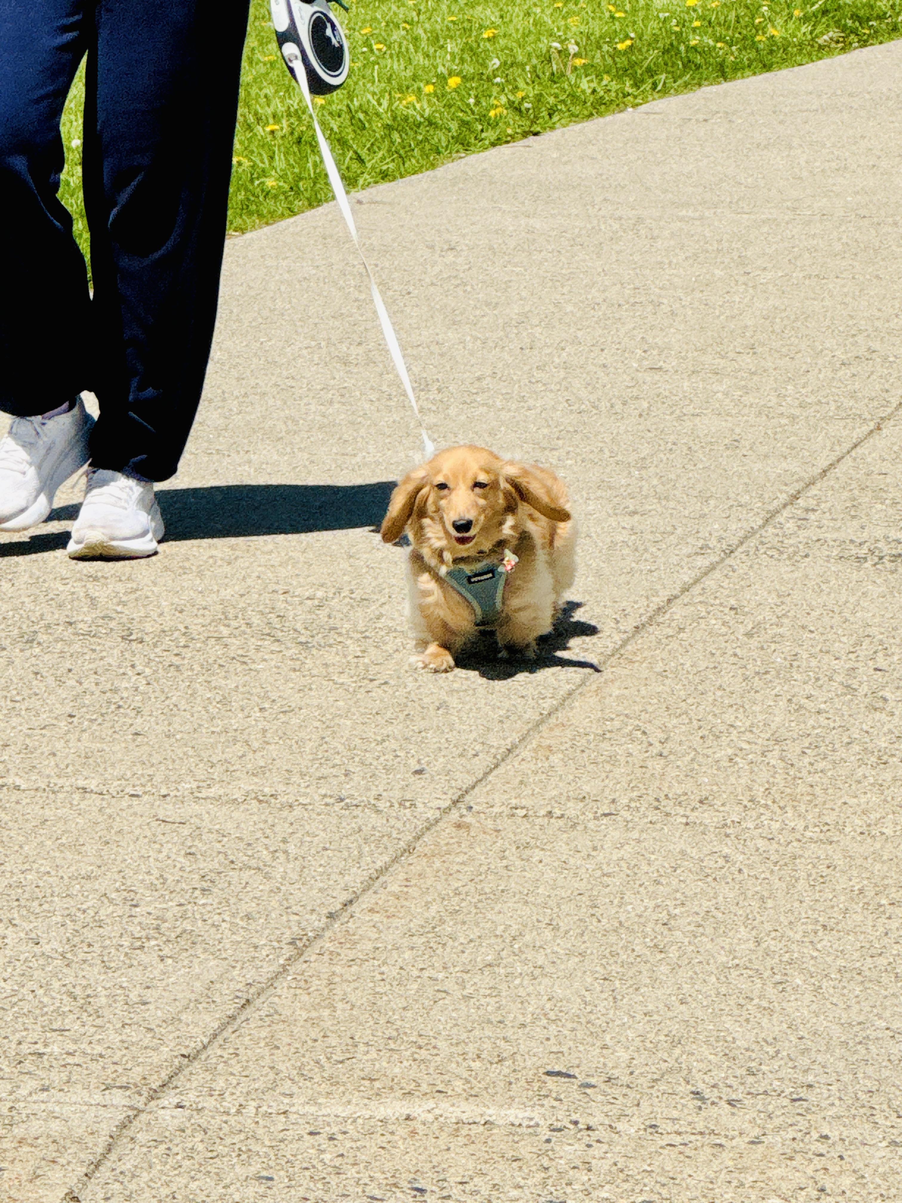 dog walking on retractable leash