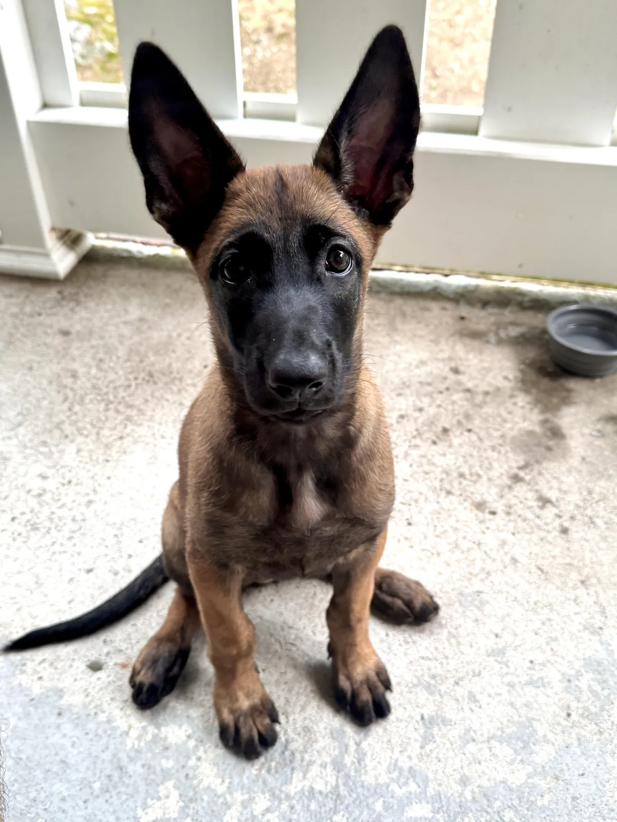 puppy training