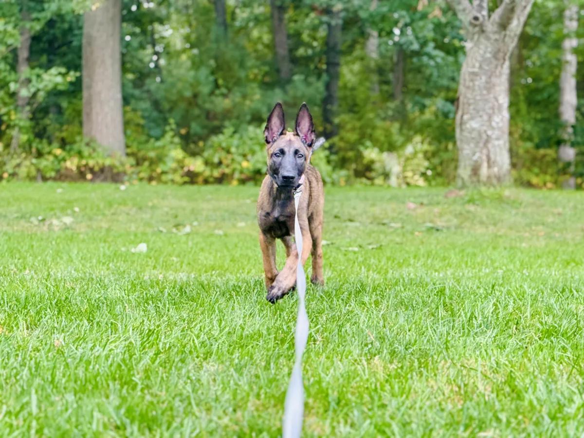 puppy training