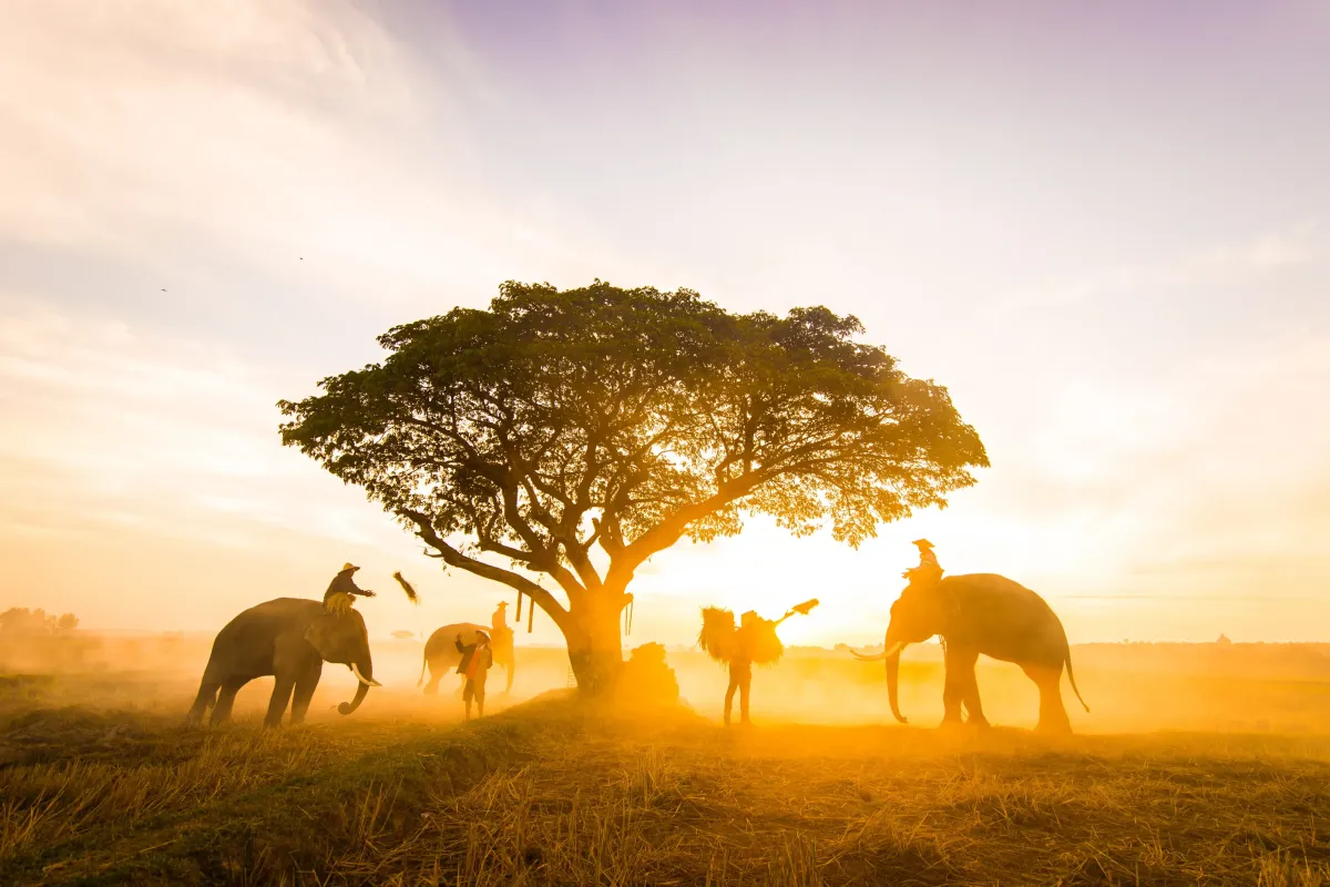 elephants at sunrise