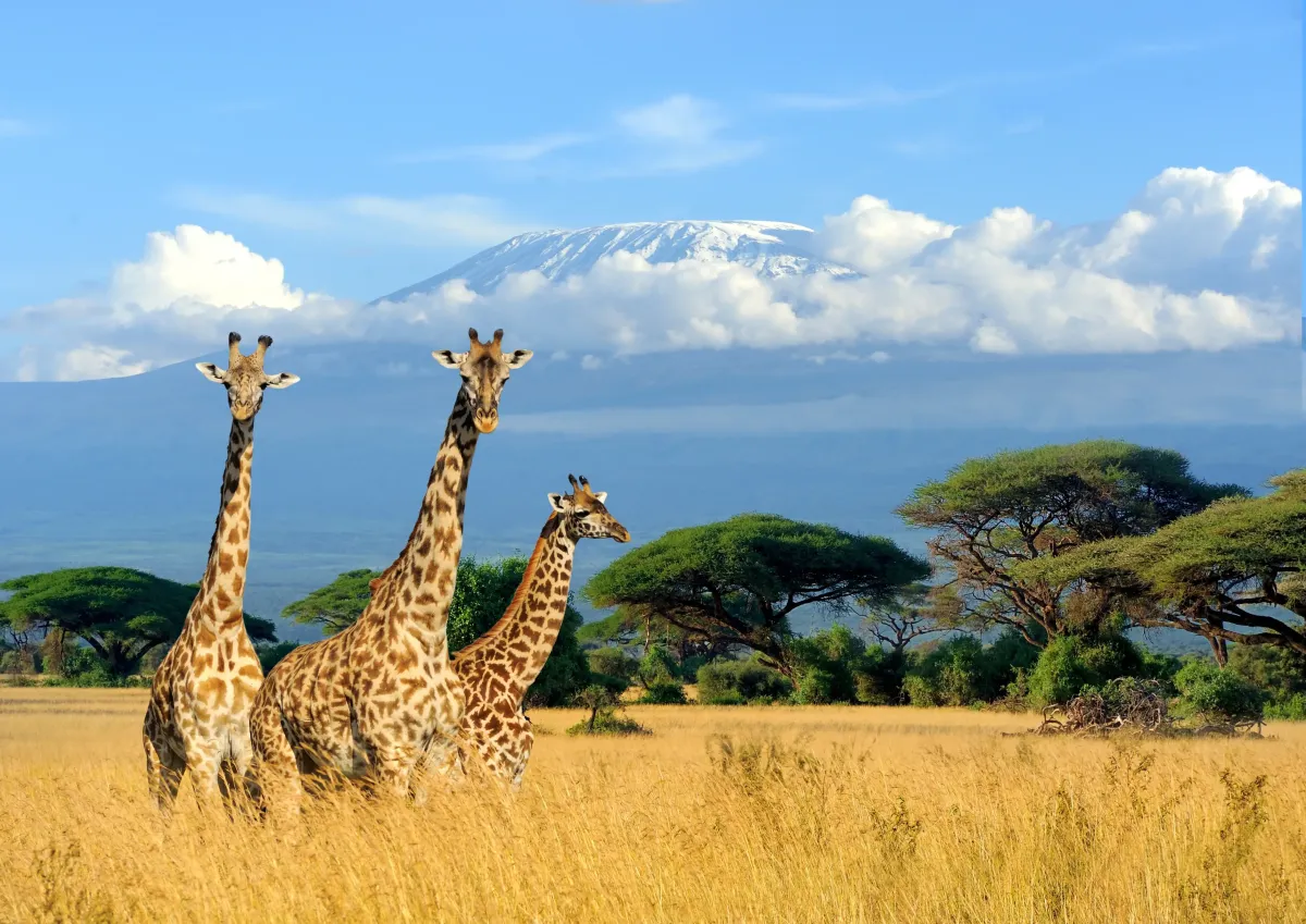 three giraffes