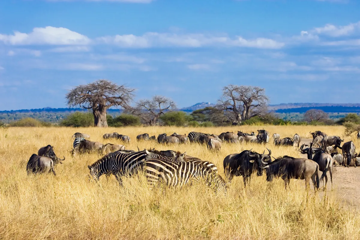 herd of zebras
