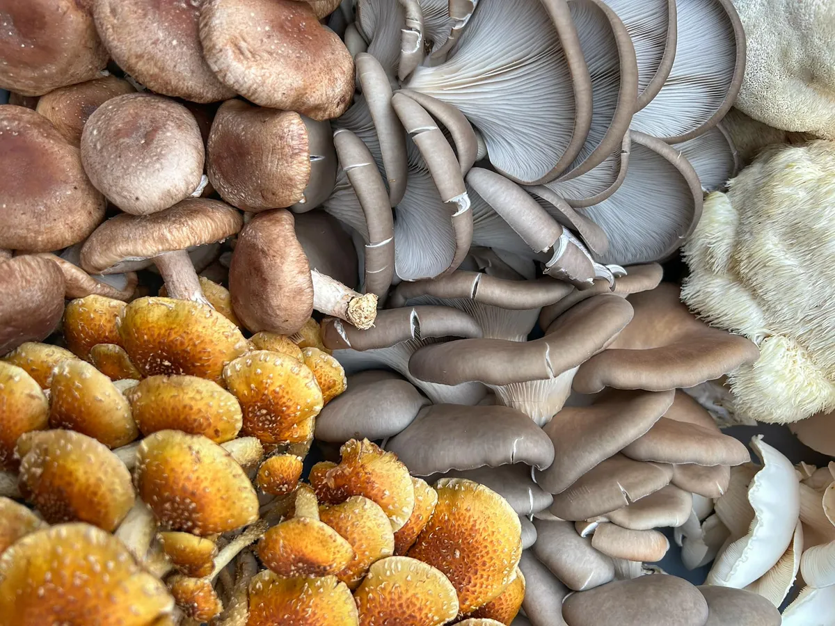 image of a chef holding a basket of mushrooms, wholesale mushroom portal access