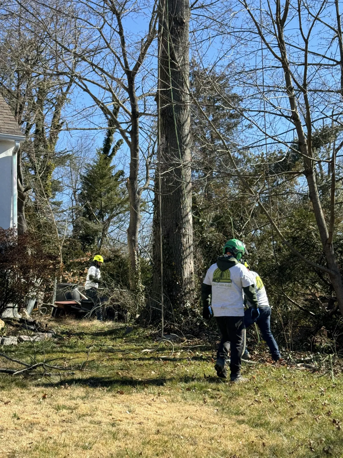 tree removal proess