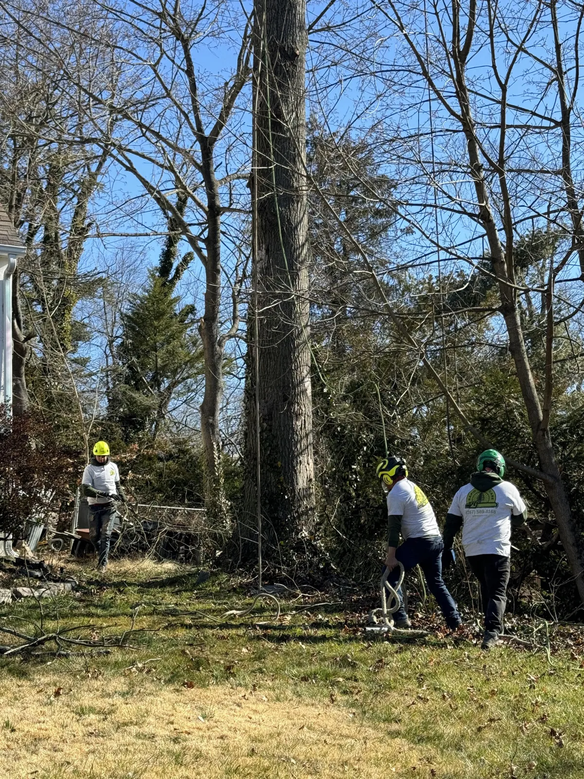 Tree crews removing a tree