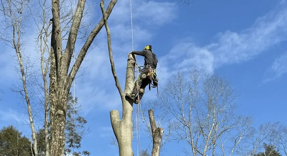 An arborist removing a tree