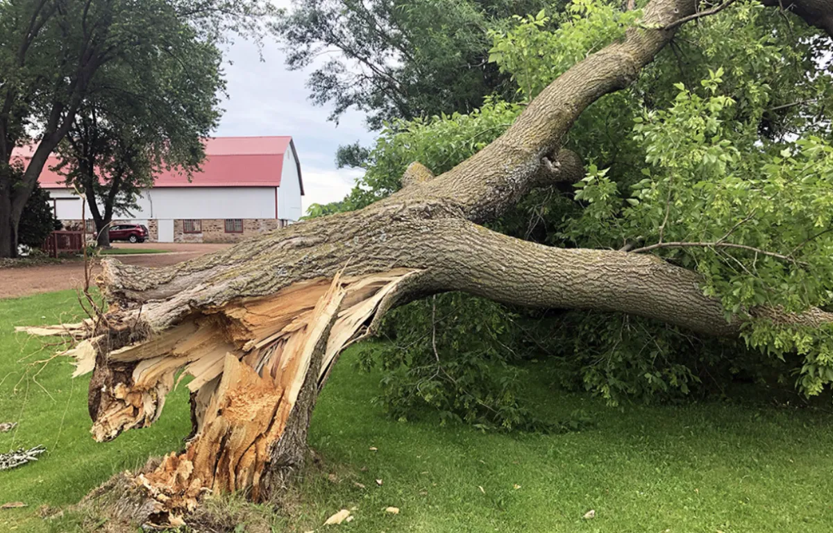 A tree damaged by a storm