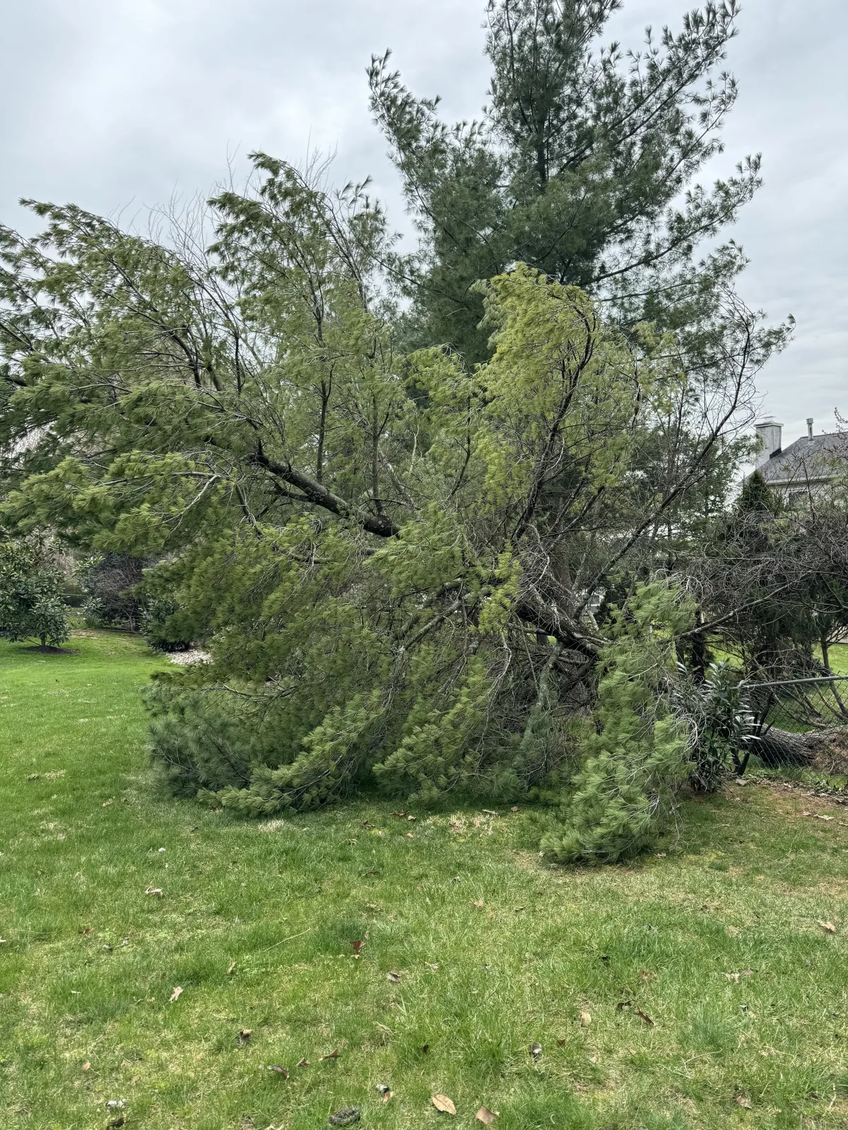 a tree that has fallen down