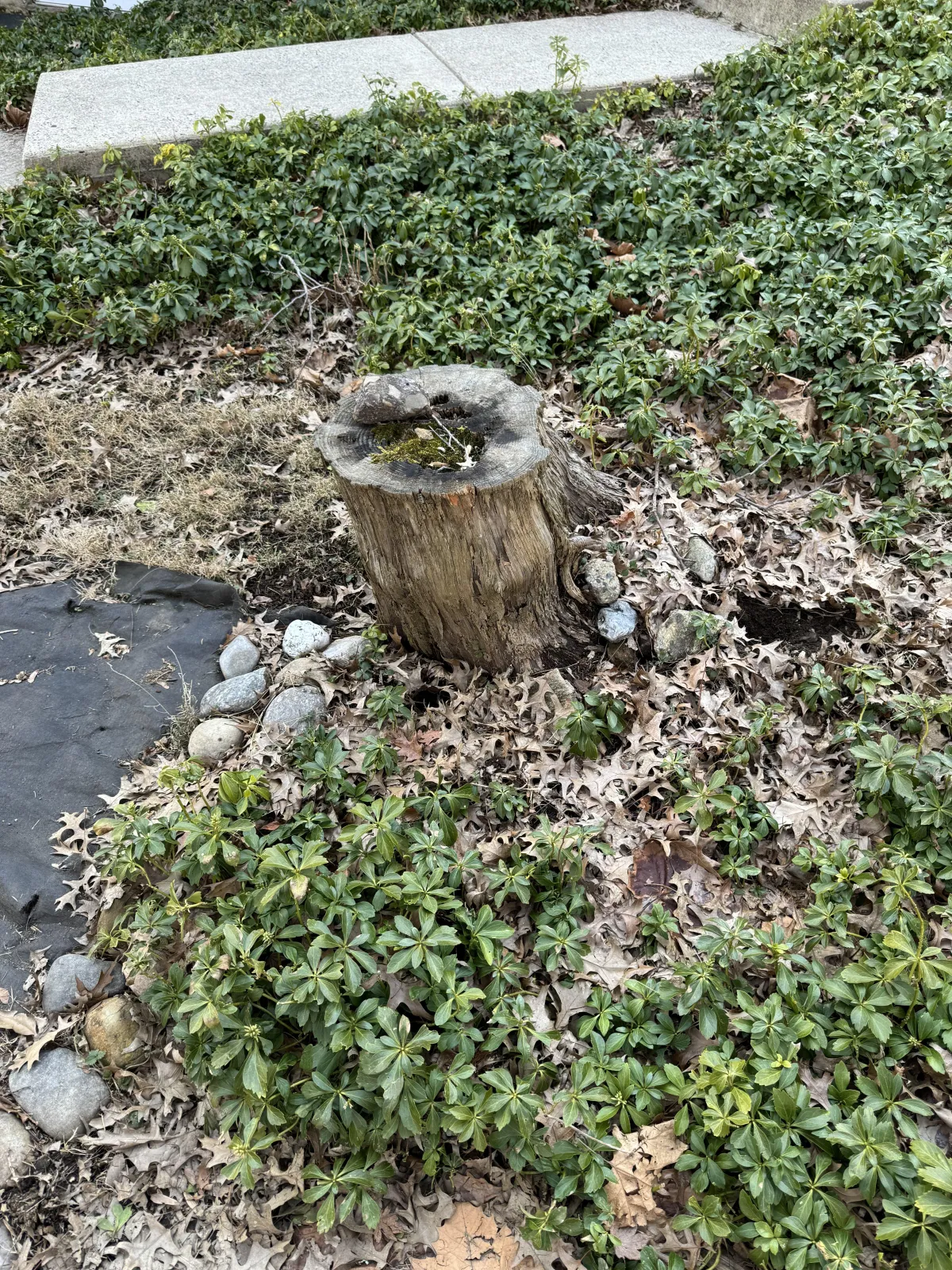 A tree stump in the backyard