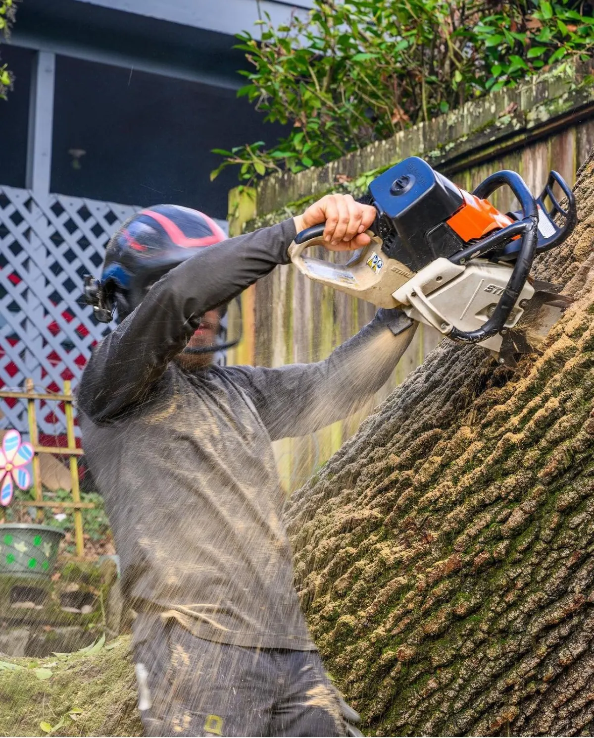 Our tree crew using a chainsaw to remove a tree