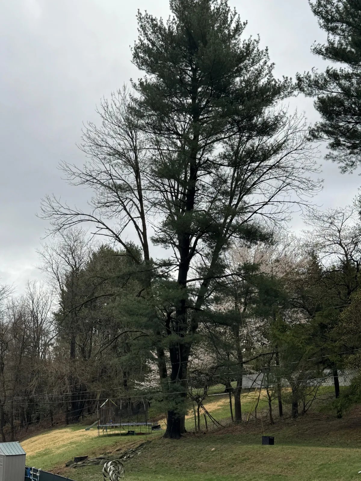 A shortleaf pine tree that will be taken down