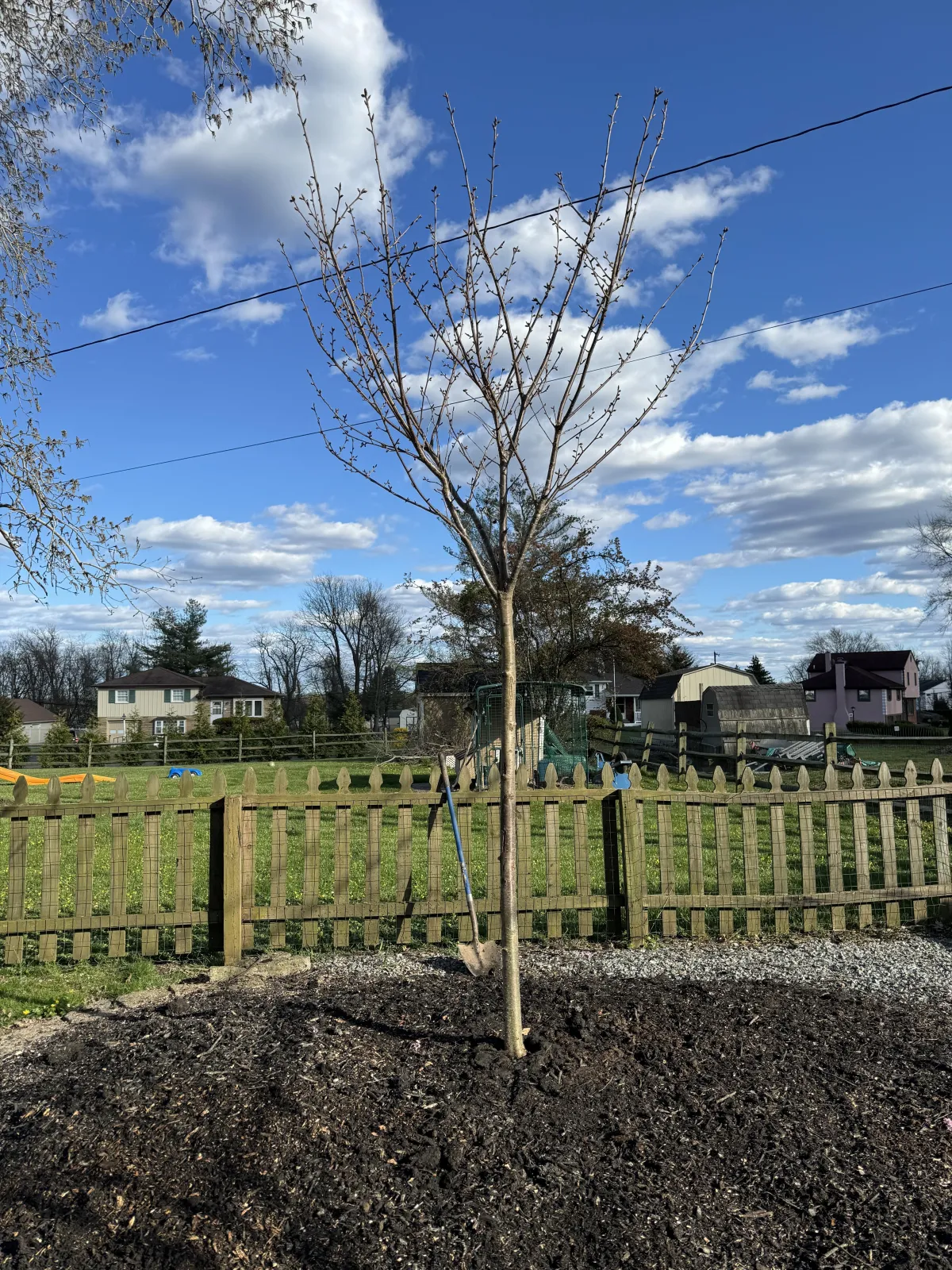 A newly planted tree done by our arborists