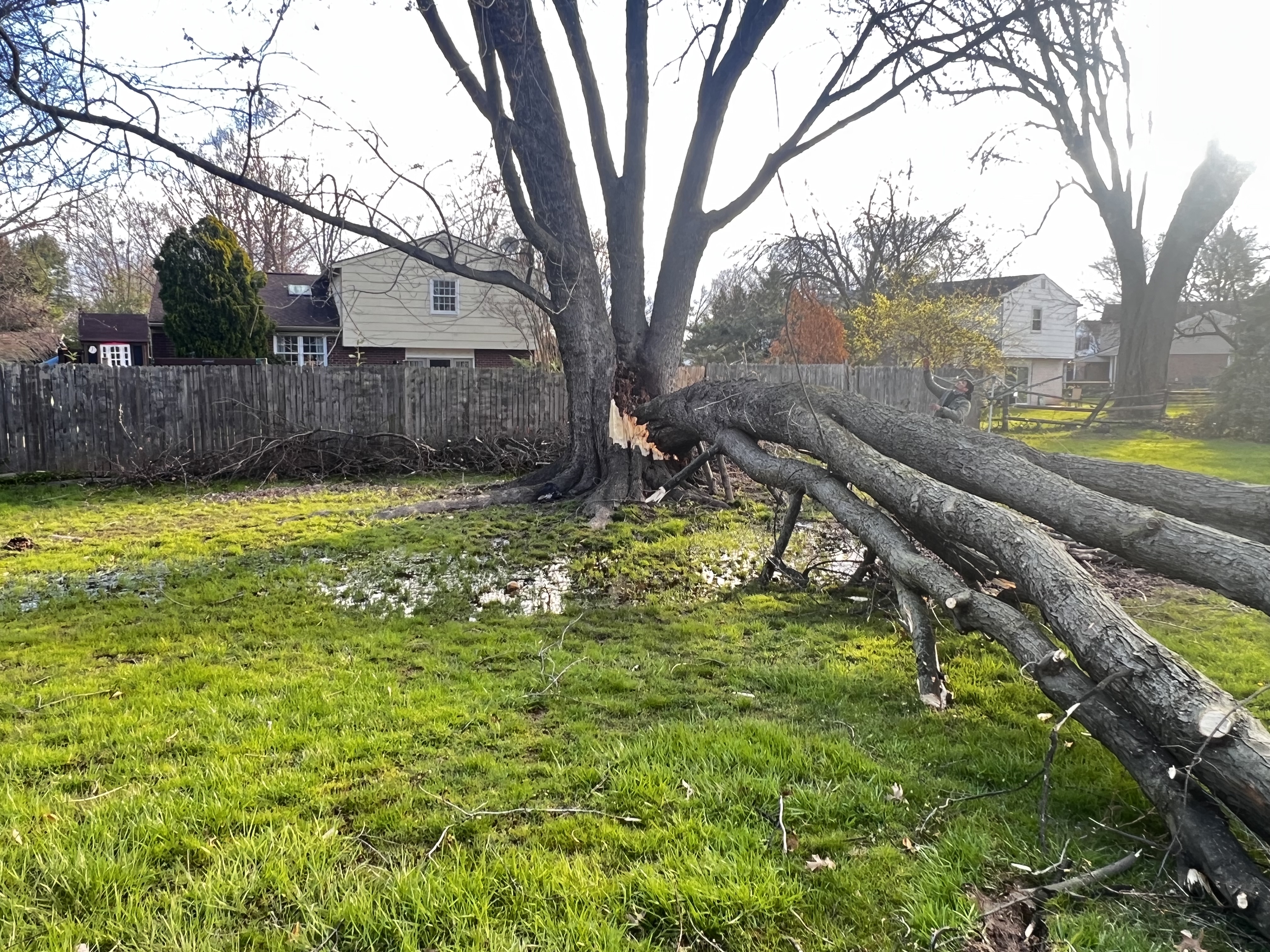 storm damaged tree