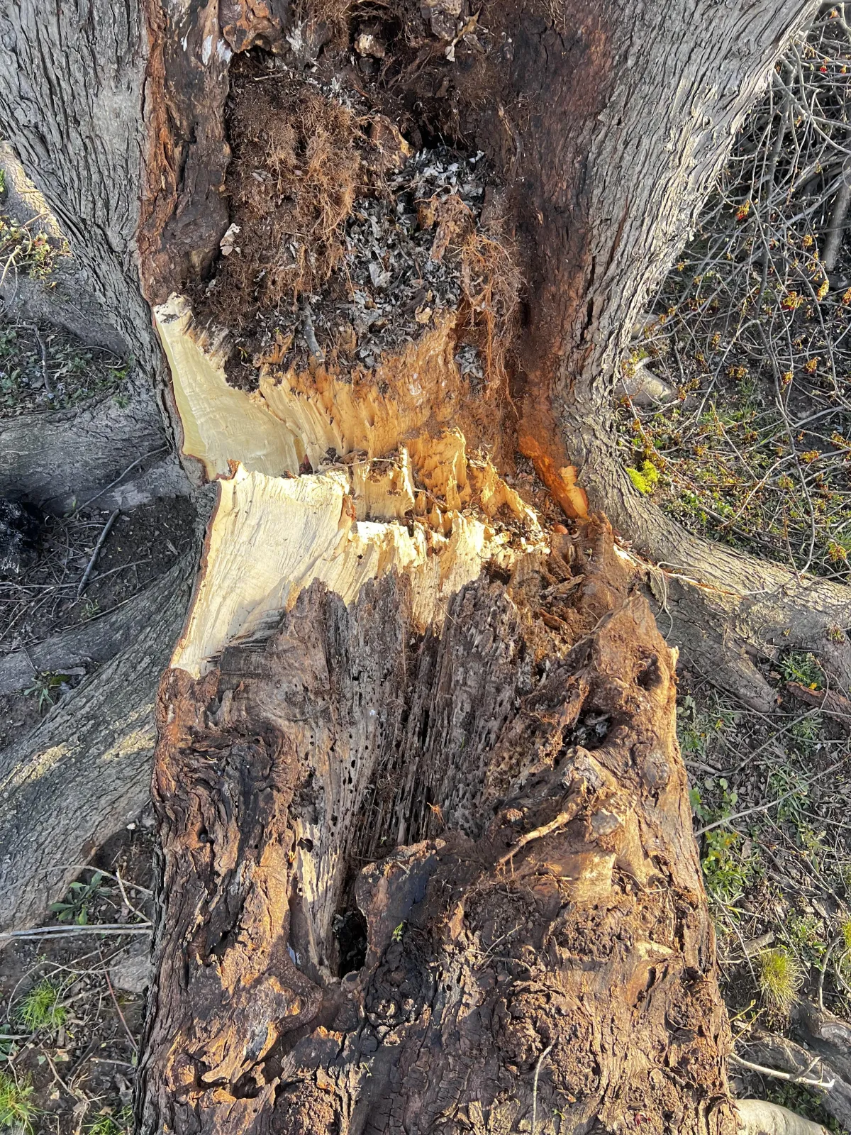 Broken tree trunk