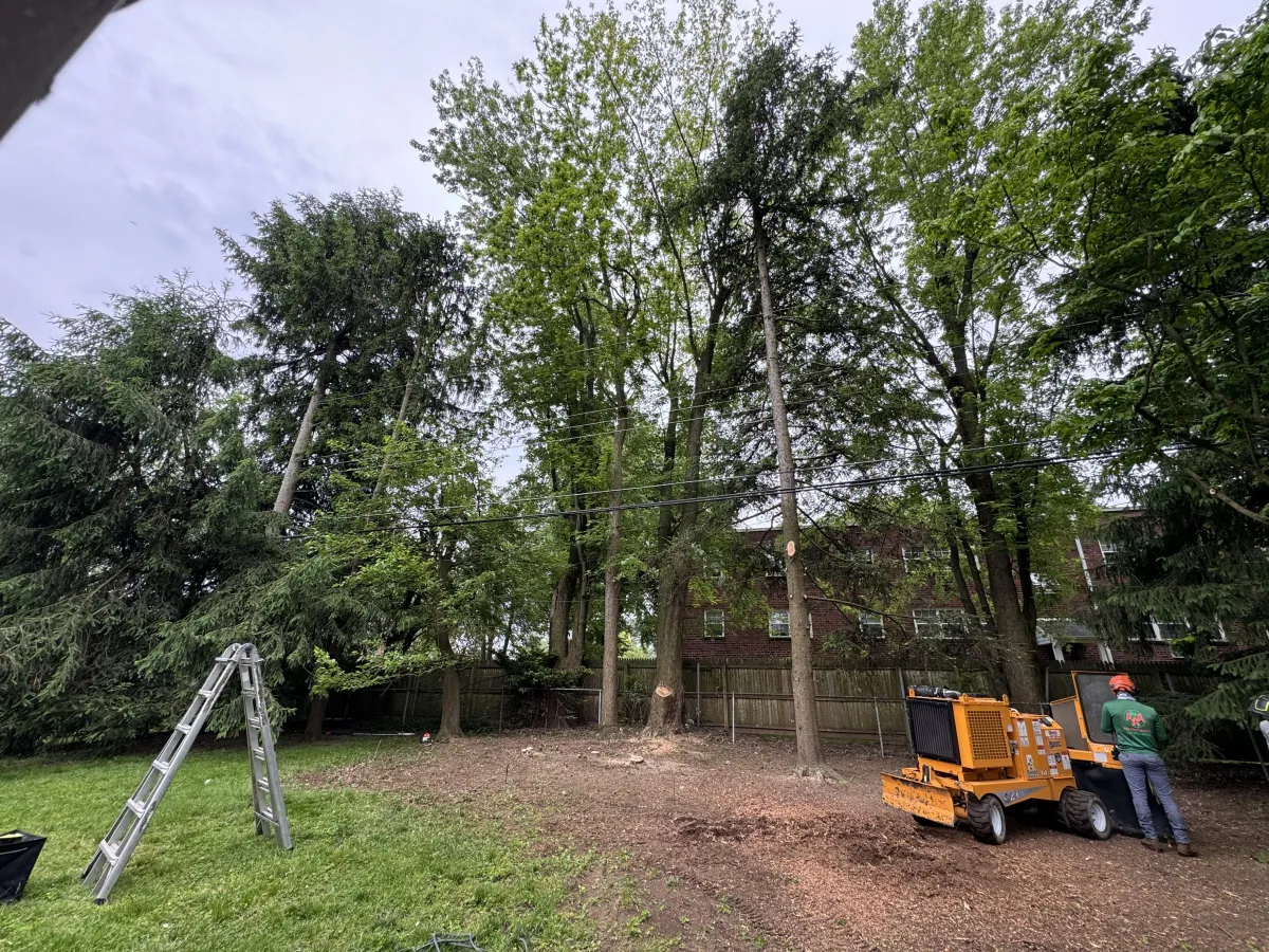 tree cew standing next to a stump grinding machine