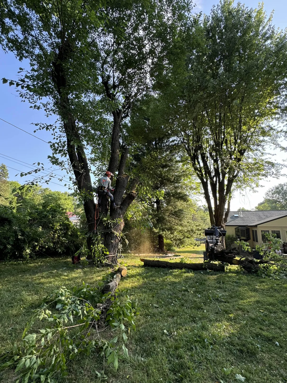 Crew lead carefully removing a tree