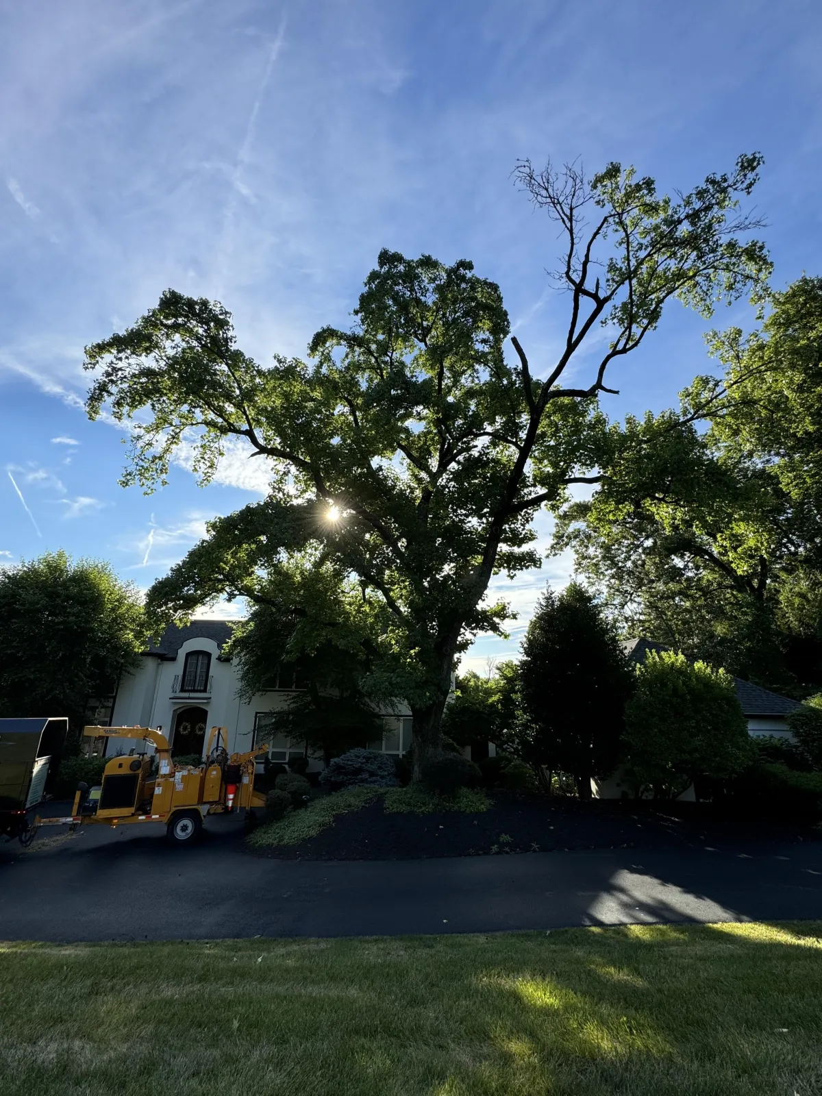 Cew lead trimming a tree