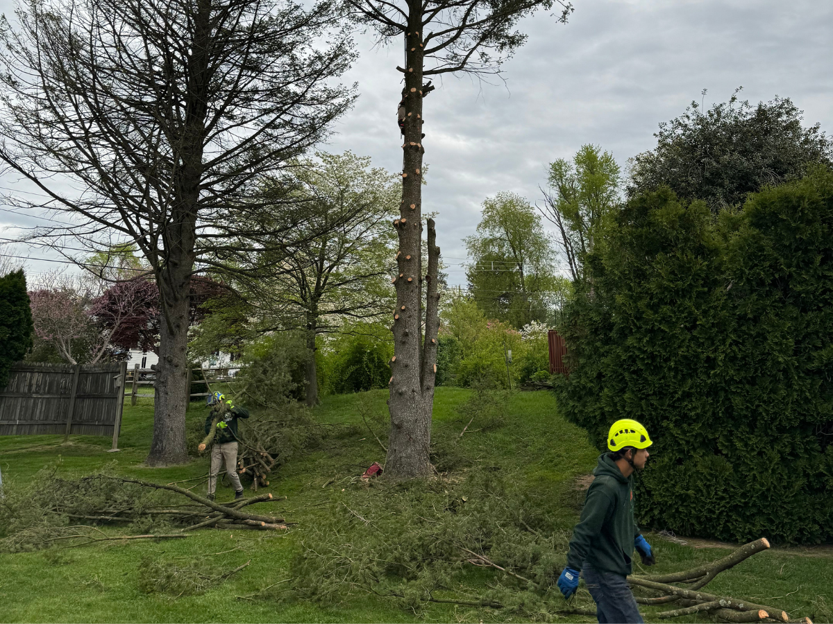 Expert tree care and maintenance with Rapid Tree Care team