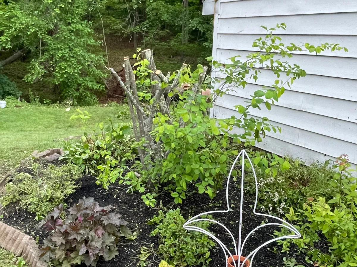 Beautifully arranged flower bed