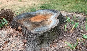 a closeup of a stump