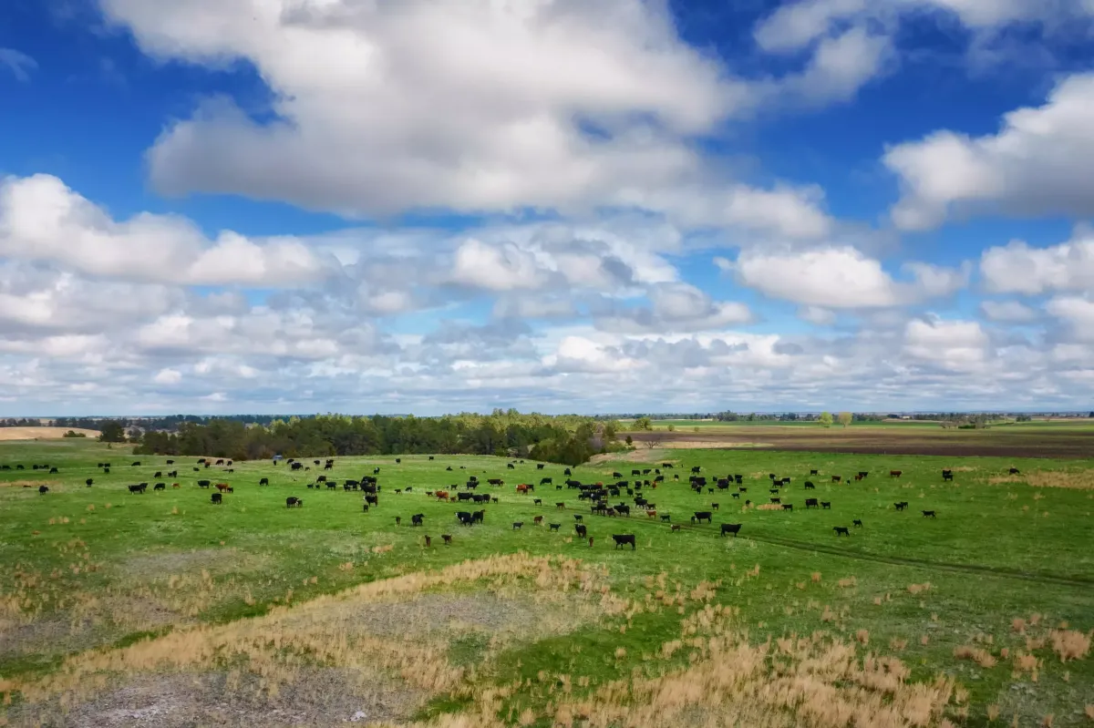 Cattle in a green grassy field with a lovely blue sky with fluffy white clouds.