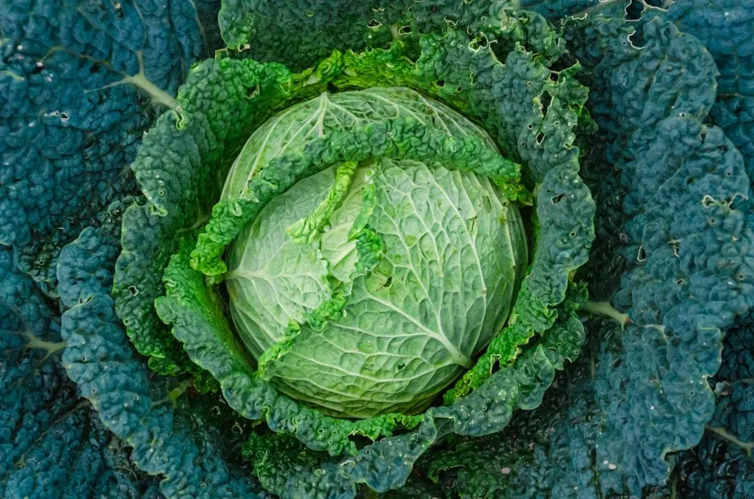 Savoy cabbage 